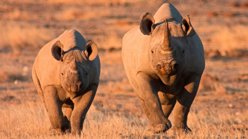 Etosha is home to black rhino