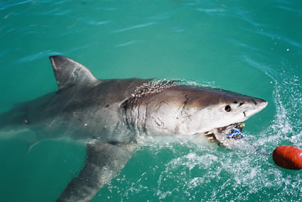 South Africa Cape Town Shark Cage Diving Gansbaai