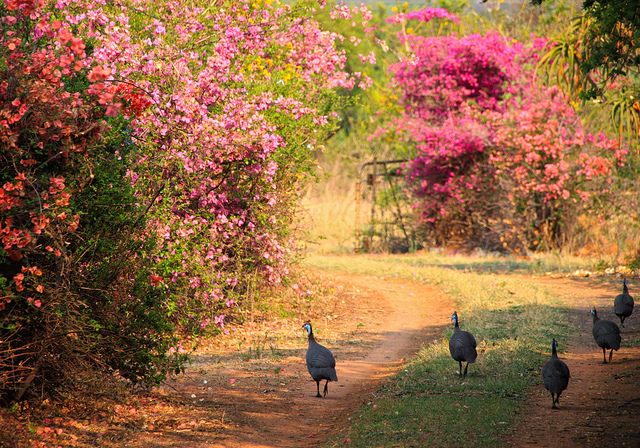 A farm road in Cullinan, South Africa that is lined with bougainvilleas.