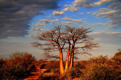 Kruger National Park in the Dry Season