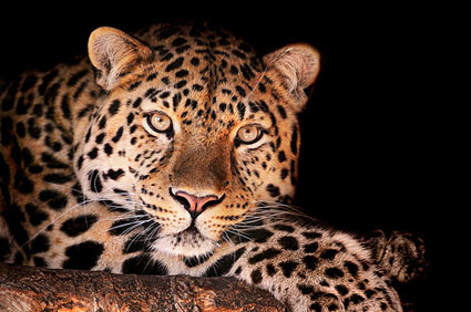 South Africa Kruger national Park Leopard