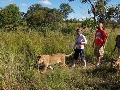 Walking with the Lions in Zimbabwe