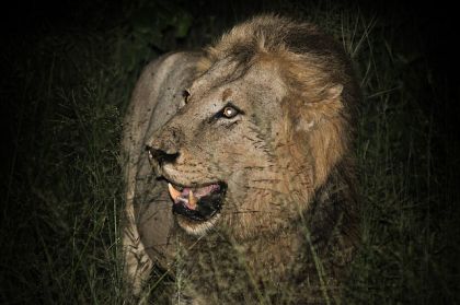 Lion at night in the Kruger National Park