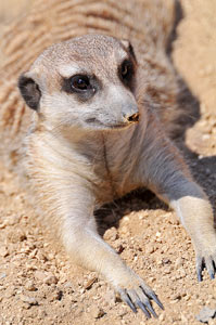 Namibia Damaraland Meerkats