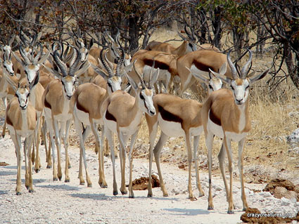 Namibia Etosha National Park