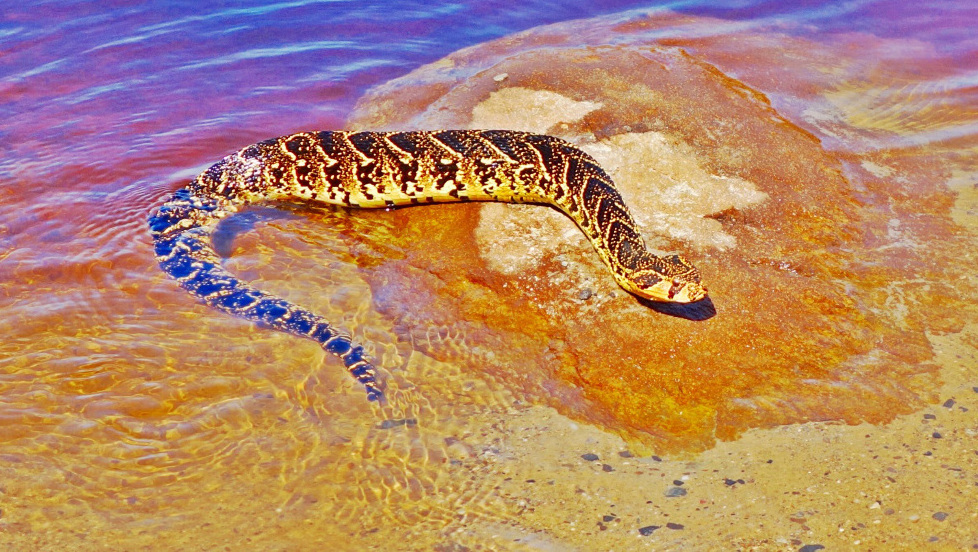 A Puff adder making its way out of the water on the Otter Hiking Trail
