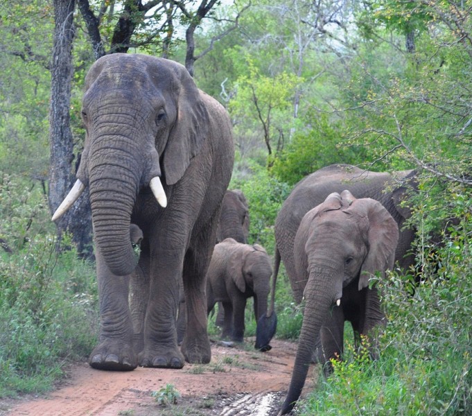 Tracking the Big Five - elephants