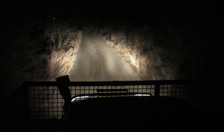  Using a spotlight to view animals after dusk on a self-drive