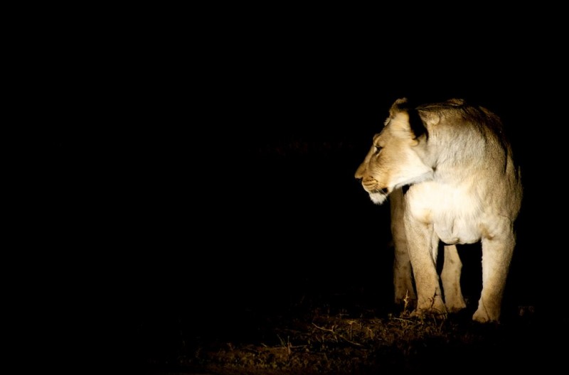 A lioness spotted on a self-drive safari