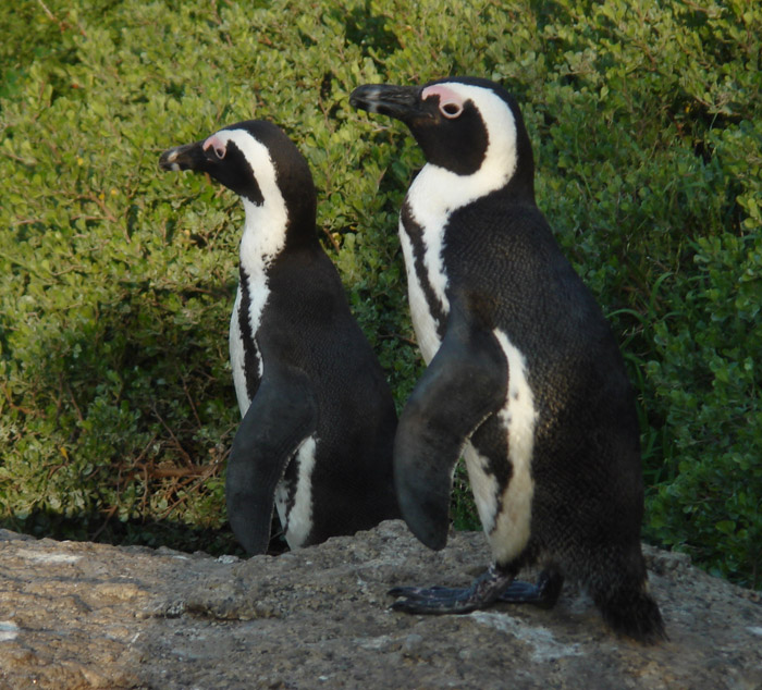 boulders penguins