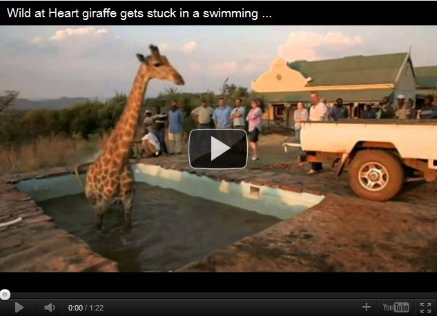 Giraffe rescued from Swimming Pool - YouTube Video