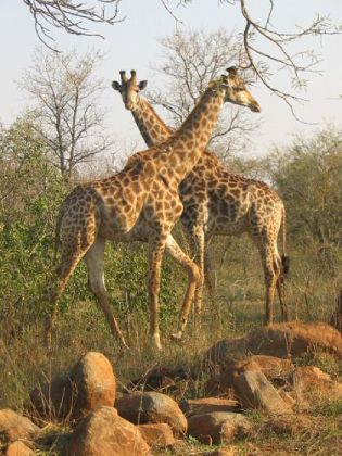 Giraffe at the Kruger National Park