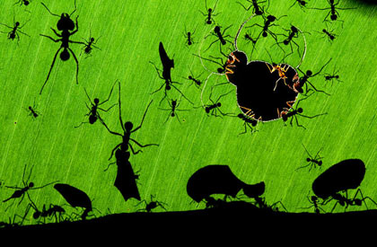 Veolia Wildlife Photographer of the Year 2010 Iziko Musuem Cape Town South Africa