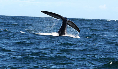 Whale watching Western Cape